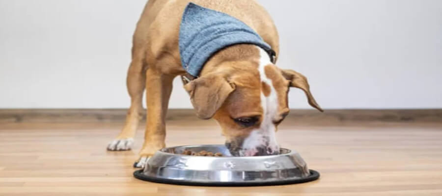 How to Help Your Dog Lose Weight Safely